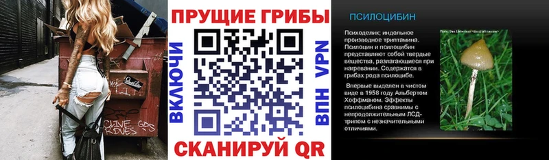 где можно купить   даркнет формула  Псилоцибиновые грибы прущие грибы  Новоалександровск 